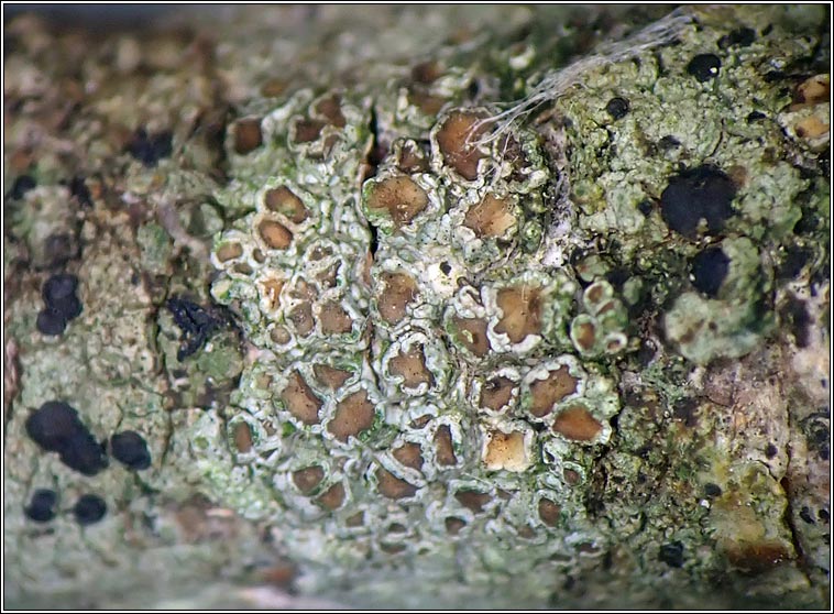 Lecanora intumescens