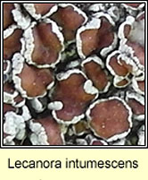 Lecanora intumescens