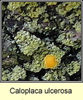 Caloplaca ulcerosa