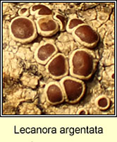 Lecanora argentata