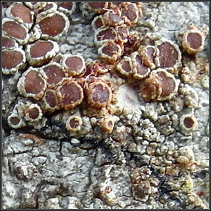 Lecanora argentata