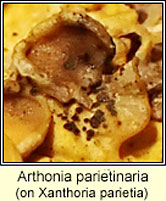 Arthonia parietinaria on Xanthoria