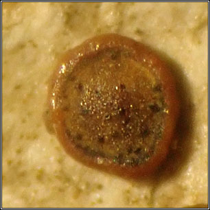 Lichenodiplis lecanorae