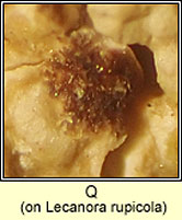 Q on Lecanora rupicola