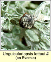 Unguiculariopsis lettaui