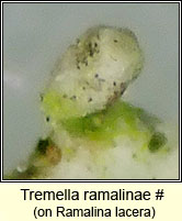 Tremella ramalinae