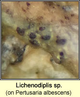 Lepra albescens (Pertusaria)