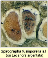 Spirographa fusisporella s.lat on Lecanora argentata