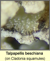 Talpapellis beschiana on Cladonia squamules