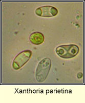 Xanthoria parietina