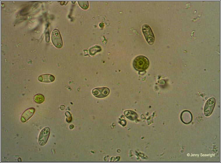 Xanthoria parietina, ascospores