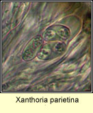 Xanthoria parietina, ascus and spores