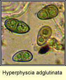 Hyperphyscia adglutinata