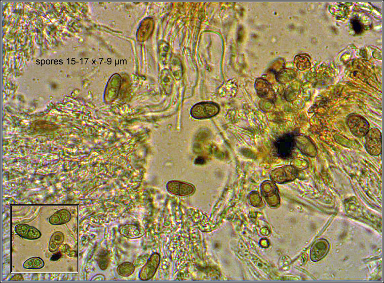 Hyperphyscia adglutinata, fertile