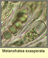 Melanohalea exasperata, ascus and spores