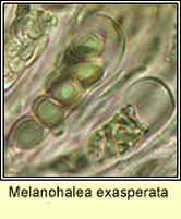 Melanohalea exasperata