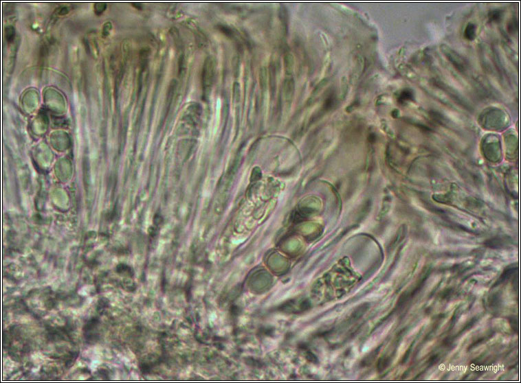 Melanohalea exasperata, ascus and spores
