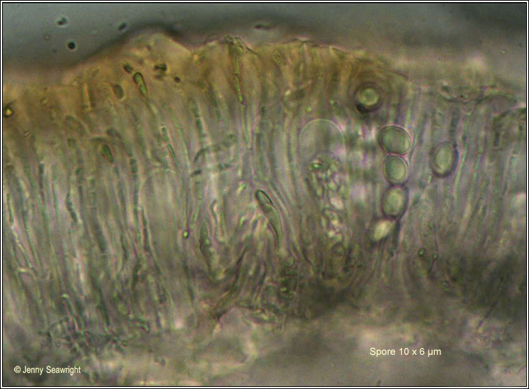 Melanohalea exasperata, ascus and spores