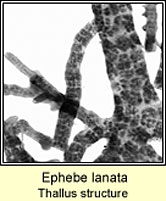 Ephebe lanata