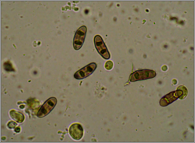 Physcia stellaris