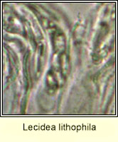 Lecidea lithophila