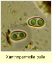 Xanthoparmelia pulla