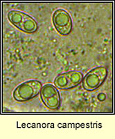 Lecanora campestris