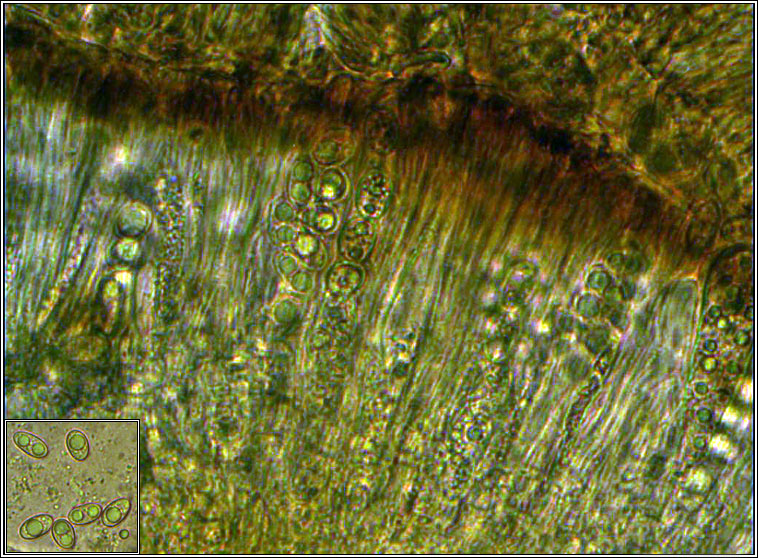 Lecanora campestris