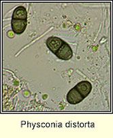 Physconia distorta