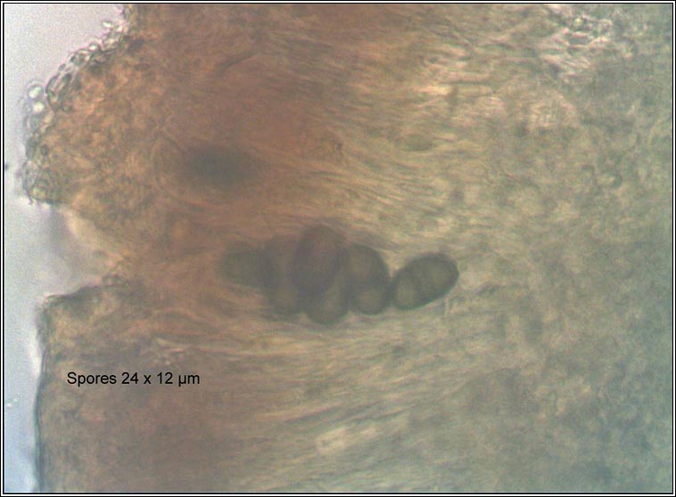Physconia distorta