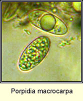 Porpidia macrocarpa