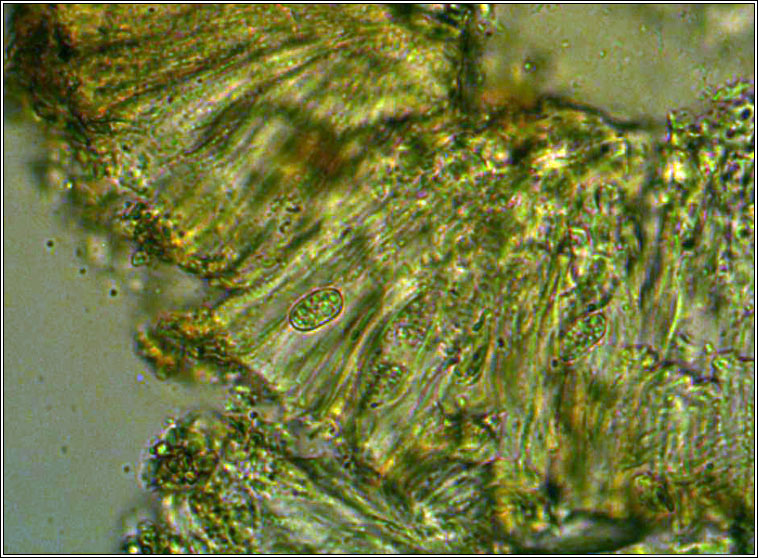 Lecanora dispersa