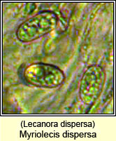 Lecanora dispersa