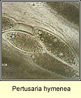 Pertusaria hymenea