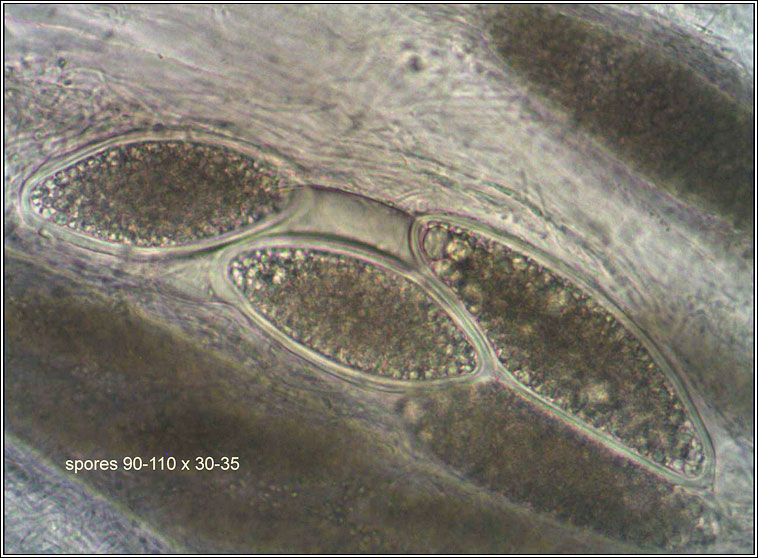 Pertusaria hymenea, ascospores