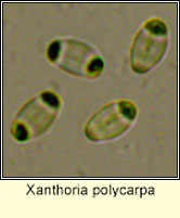 Xanthoria polycarpa, ascus and paraphyses