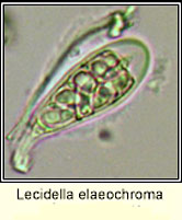 Lecidella elaeochroma