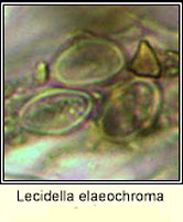 Lecidella elaeochroma