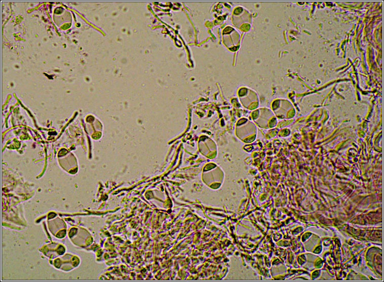 Blastenia lauri, Caloplaca ferruginea