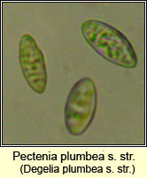 Degelia plumbea