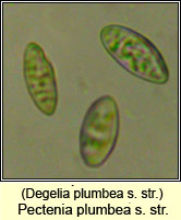 Degelia plumbea