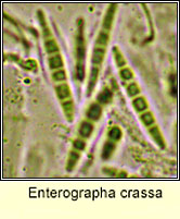 Enterographa crassa, ascus and spores