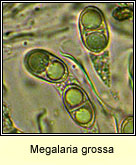 Megalaria grossa, spores