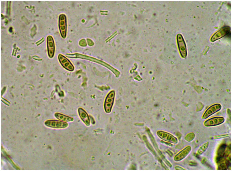 Nephroma laevigatum