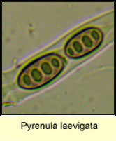 Pyrenula laevigata