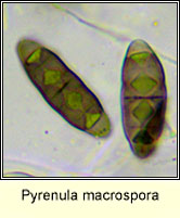 Pyrenula macrospora