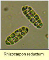 Rhizocarpon reductum