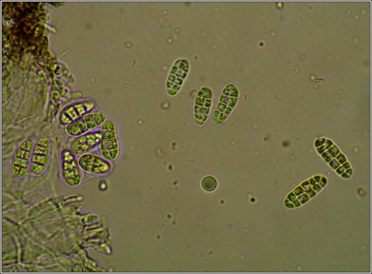 Rhizocarpon reductum