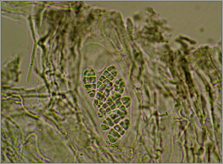 Rhizocarpon reductum