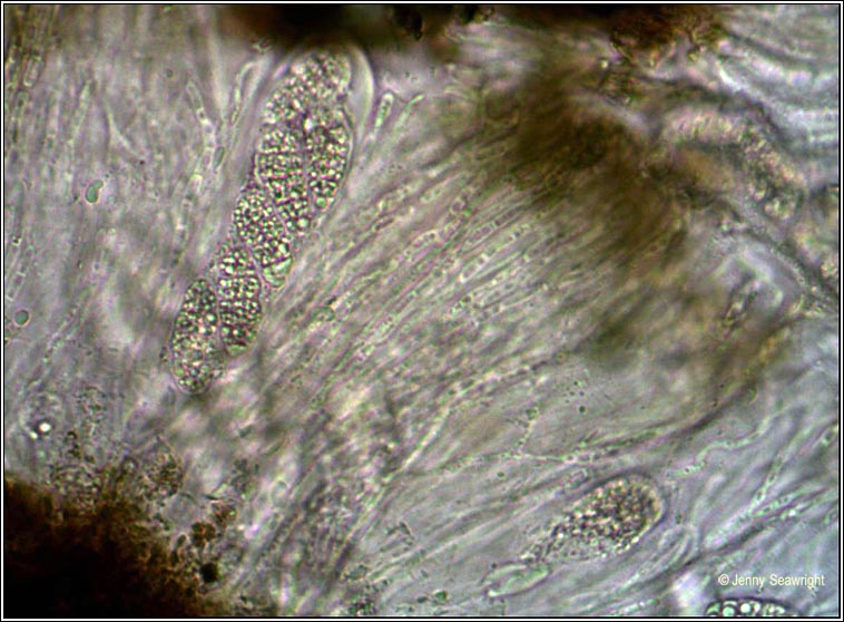 Rhizocarpon reductum
